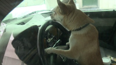 Toby needs driver training- Toby the Chihuahua, at the wheel. (KREM) 